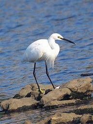 花开红树乱莺啼全诗的译文