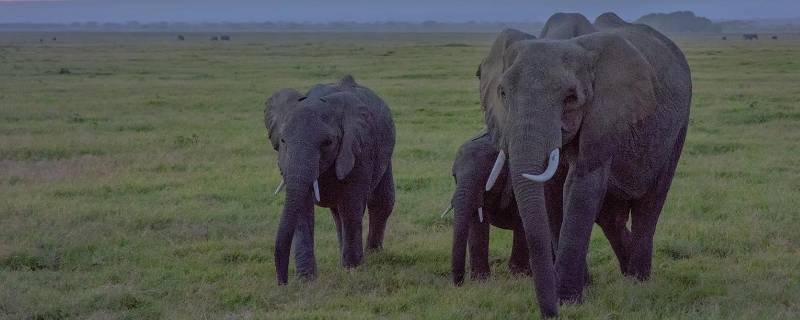 大象怎么叫声音