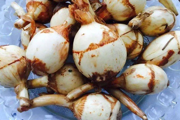 “茨菰”的读音是什么？