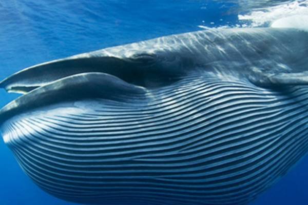 鲲是哪种动物？