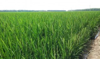 水稻是种在水里的还是土里的（水稻是种在水里的吗）