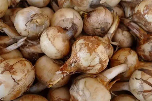 “茨菰”的读音是什么？