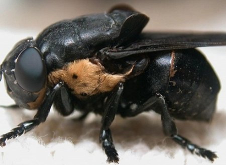 芒果蝇和皮蝇有什么区别?