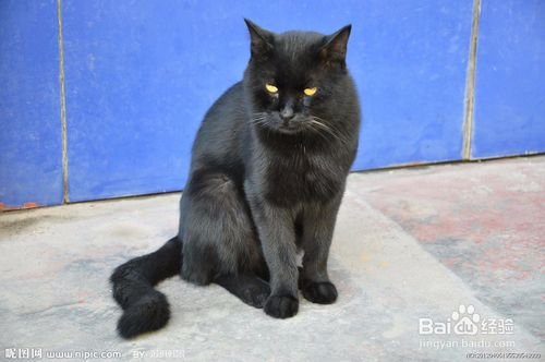 西表猫的生活习性