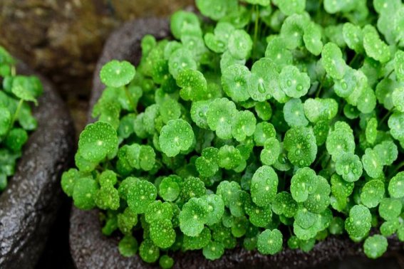 大自然的指南针有哪些,你都知道吗