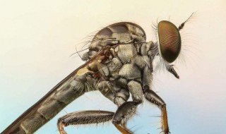 蚜虫的天敌有哪些 蚜虫的天敌具体有哪些