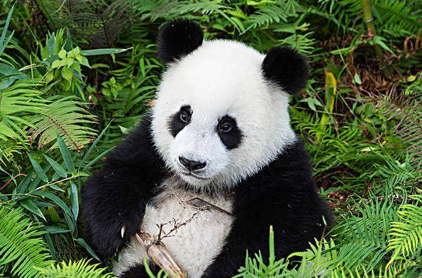 乐乐死时丫丫在哪