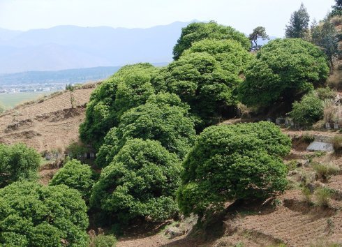 北岩山人的表面身份