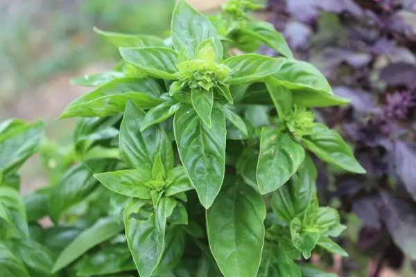 苍蝇的克星是什么