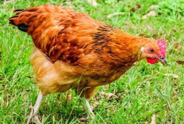 眼牛虎口命定衰,一春一秋不开花打一生肖