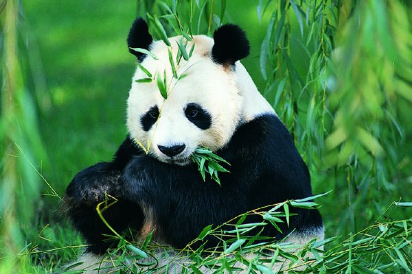 繁殖的近义词和反义词