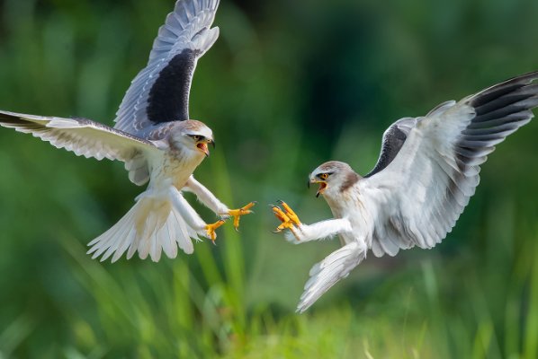 短兵相接还是短兵相见
