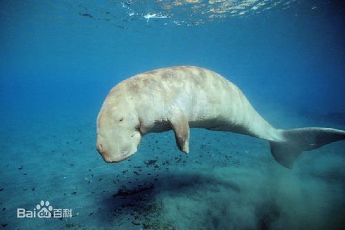 儒艮儒艮读音是什么。？