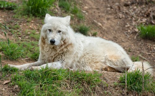 白眼狼是什么意思?