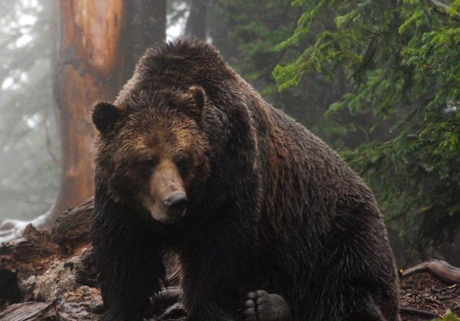 老虎怕什么动物?