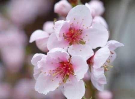 一月什么花开？