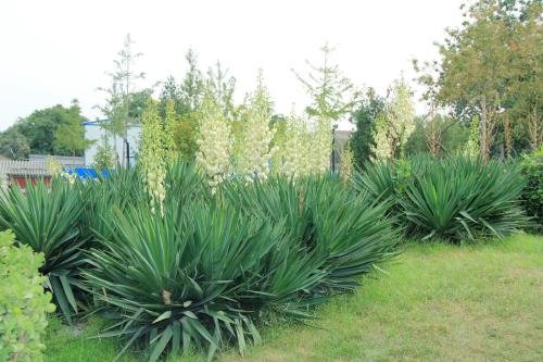 花开放的时间有哪些