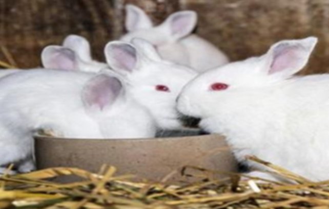 什么动物眼睛是红色的