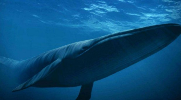 52赫兹在爱情里的意思是什么?