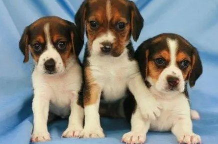 狗的dna和人的dna差多少？