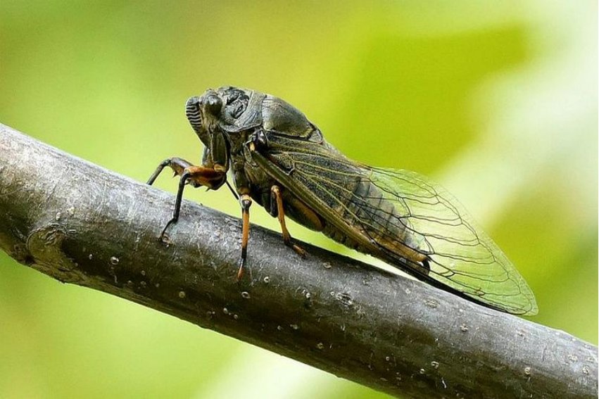 蝉什么意思解释