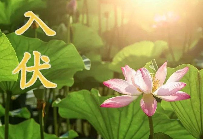 三伏天是几月几号2023？