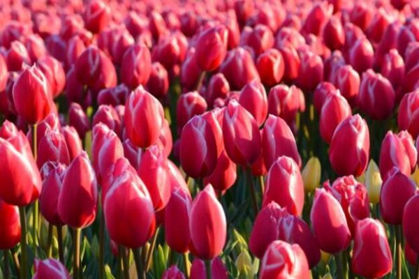 荷兰郁金香的起源是一个什么样的故事？