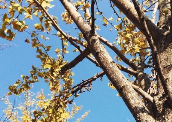 一叶落而知秋深全诗是什么？