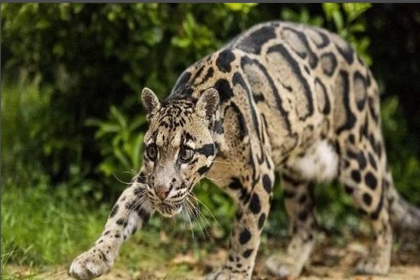 大熊猫有哪些天敌？