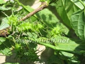 蕈树的形态特征