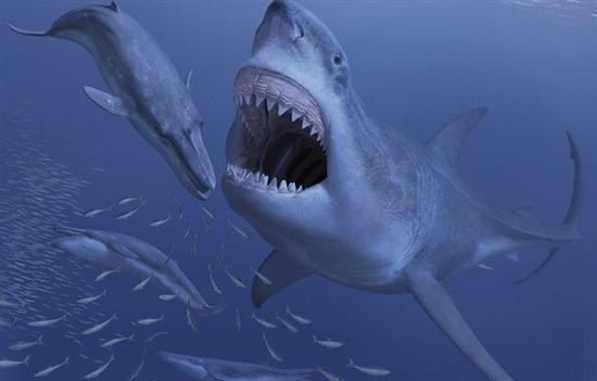 海洋十大霸主都是什么？