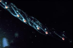 潜水员海底发现幽灵鱼，这种鱼有多罕见？你能否介绍一下？