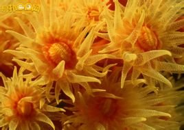 海菊花的英文怎么说？