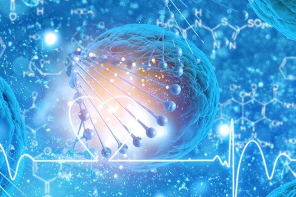 绦虫的卵有多大?绦虫有多长?