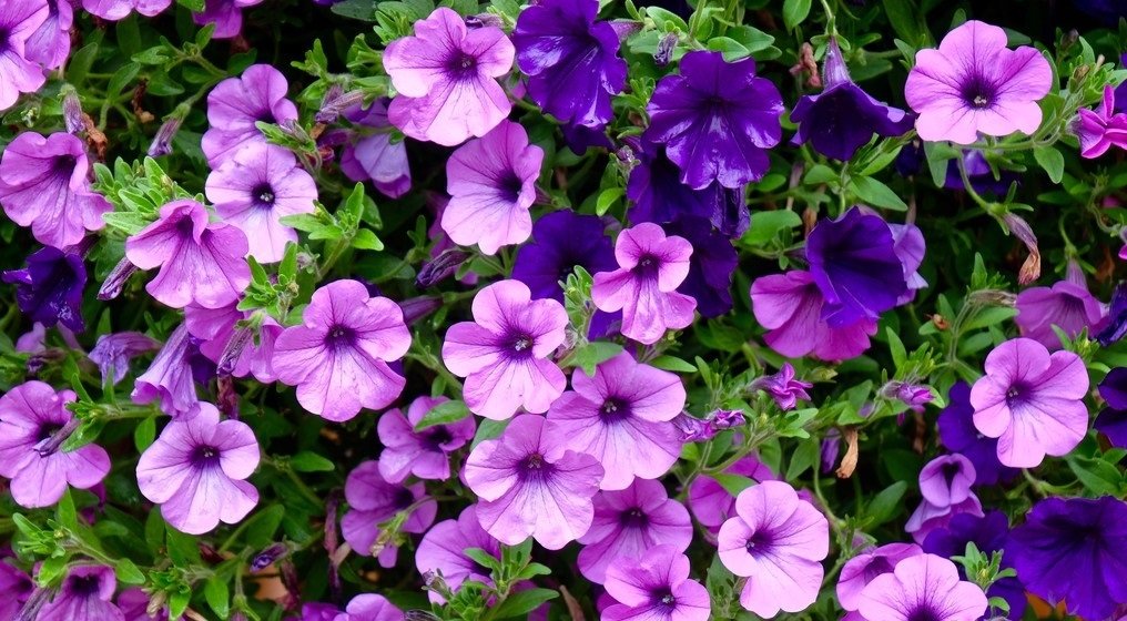 朝颜夕颜分别指什么花？