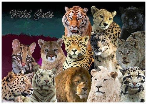 猫科动物有多少种?