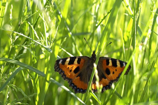 蝴蝶的家会在哪里