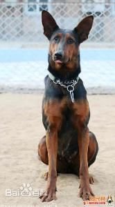 苏联红和苏丹红有什么区别