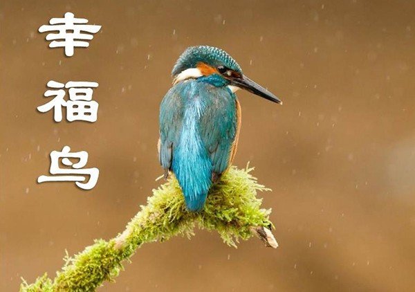 幸福鸟结局怎么样了？