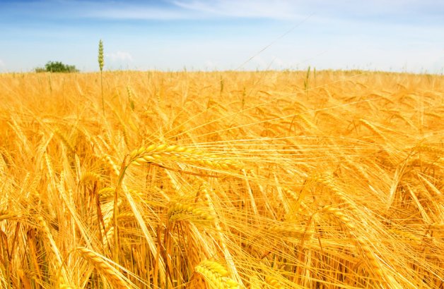 黄色都分哪些黄？土黄，金黄，明黄等等。还有哪些说全一点好吗！