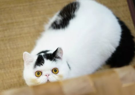 加菲猫多少钱一只