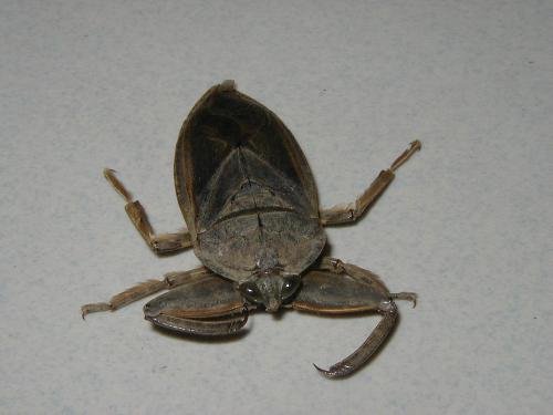 这是什么昆虫 在地沟里看到的