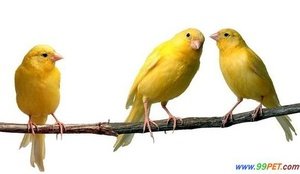 请问《北方的金丝雀》讲了个什么故事？