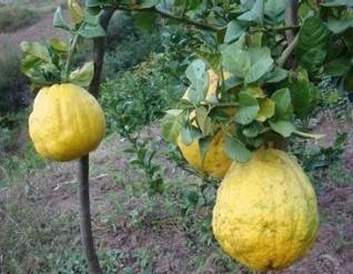 在云南大理有一种水果土当地话叫香约,它的学名叫什么，求速度答，谢谢大家