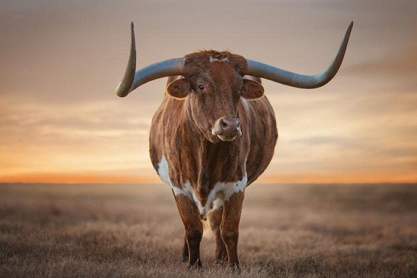 普通的一头牛有多重