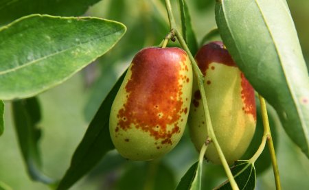 硕果的意思和拼音