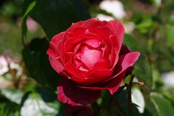 玫瑰花开在什么季节？