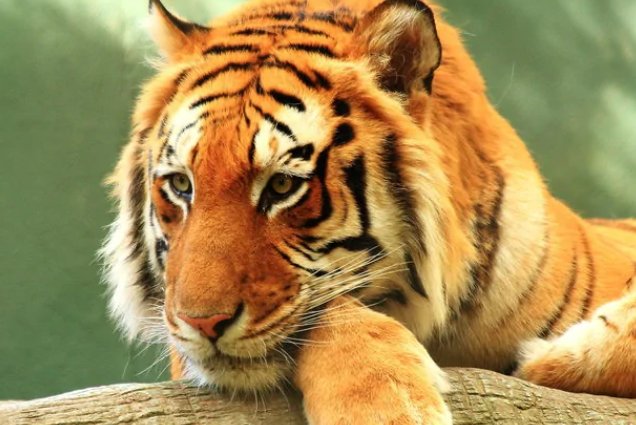 劈天盖地的意思是什么动物