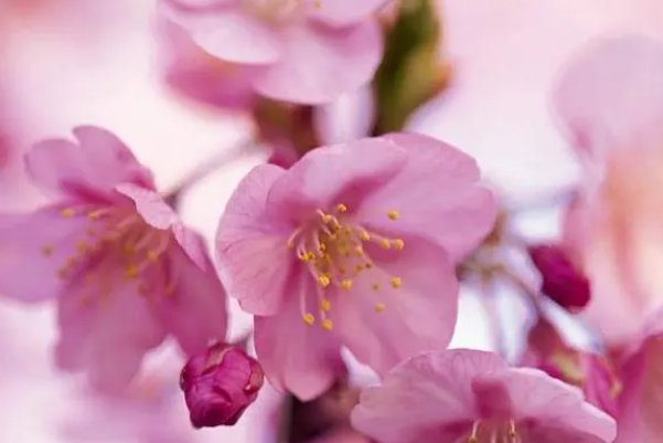 blossoming是什么意思