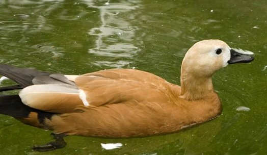 大雁会不会游泳呀？